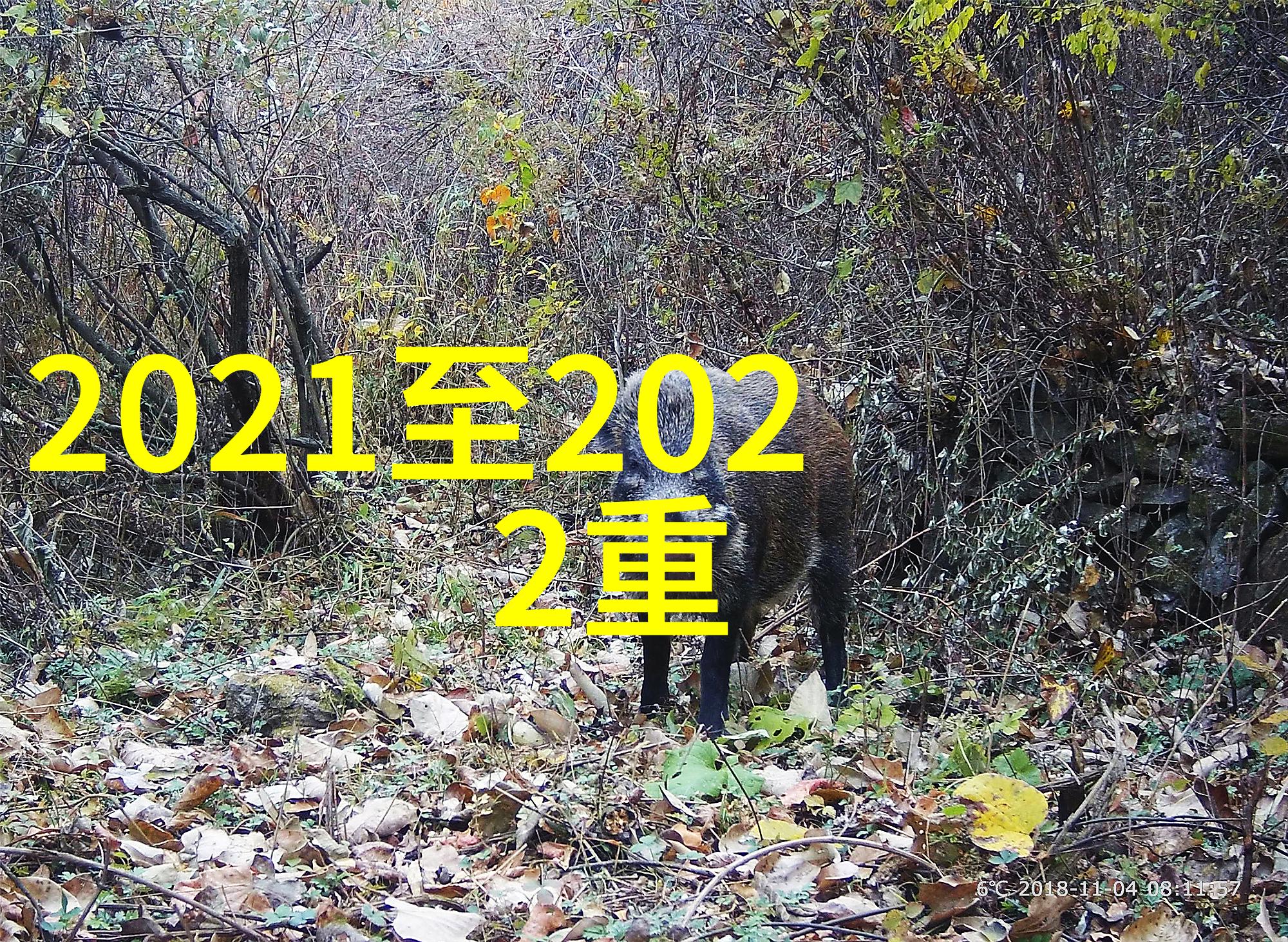 张鹭的翅膀梦想与飞翔的故事
