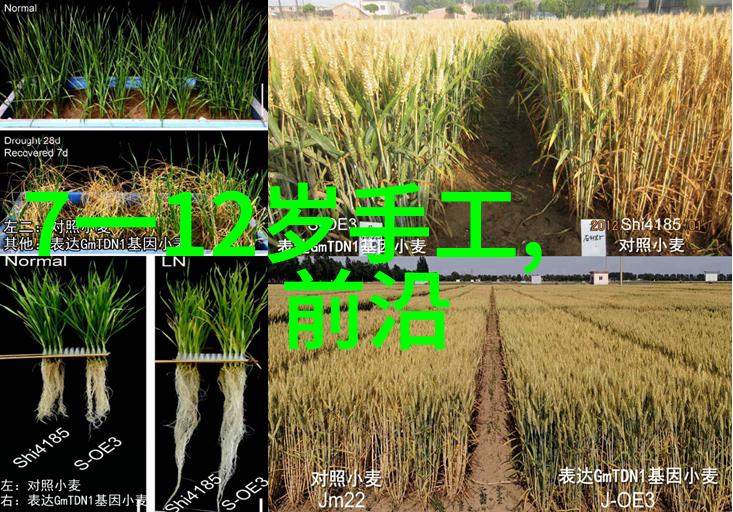 IMTP技术革新打造未来数据传输新纪元