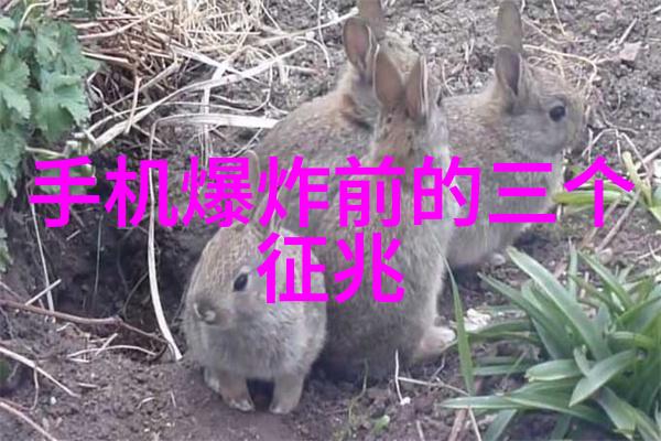 血寡妇-月下孤影血寡妇的诅咒与沉默