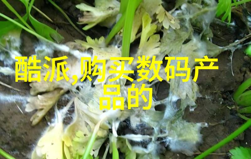 MOUSE农场的人猪互动体验MOUSE农场中人与猪的和谐互动