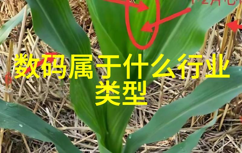 解密网络迷雾谁是谁的谁.txt下载