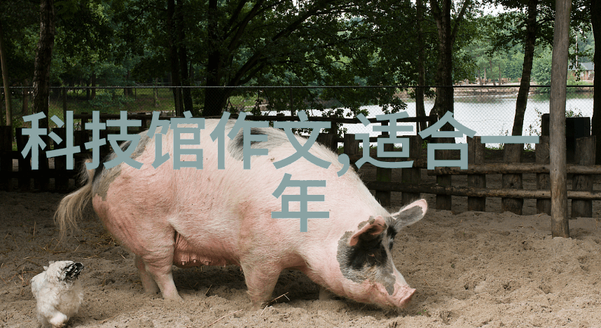 我的纯化水制水机组家庭用水变革者