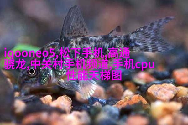 “鲁豫恋”河南癌症女孩与山东小伙拍婚纱照