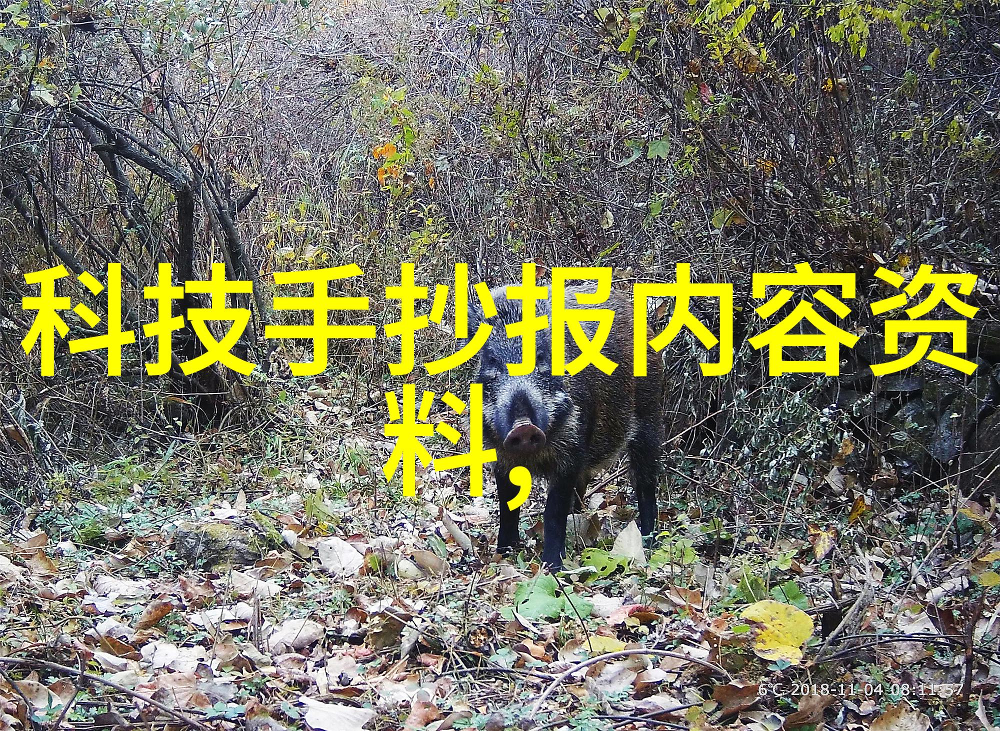 蜜汁炖鱿鱼
