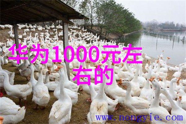机械巨龙铁血之翼的巡航