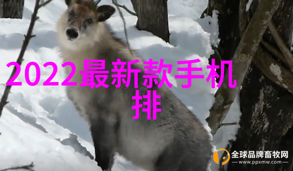 探秘BB世界30种多变形态的魅力