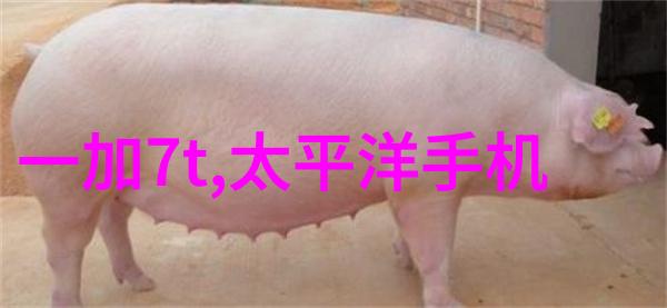 2022年Ggy钙站MBA项目的起源探究