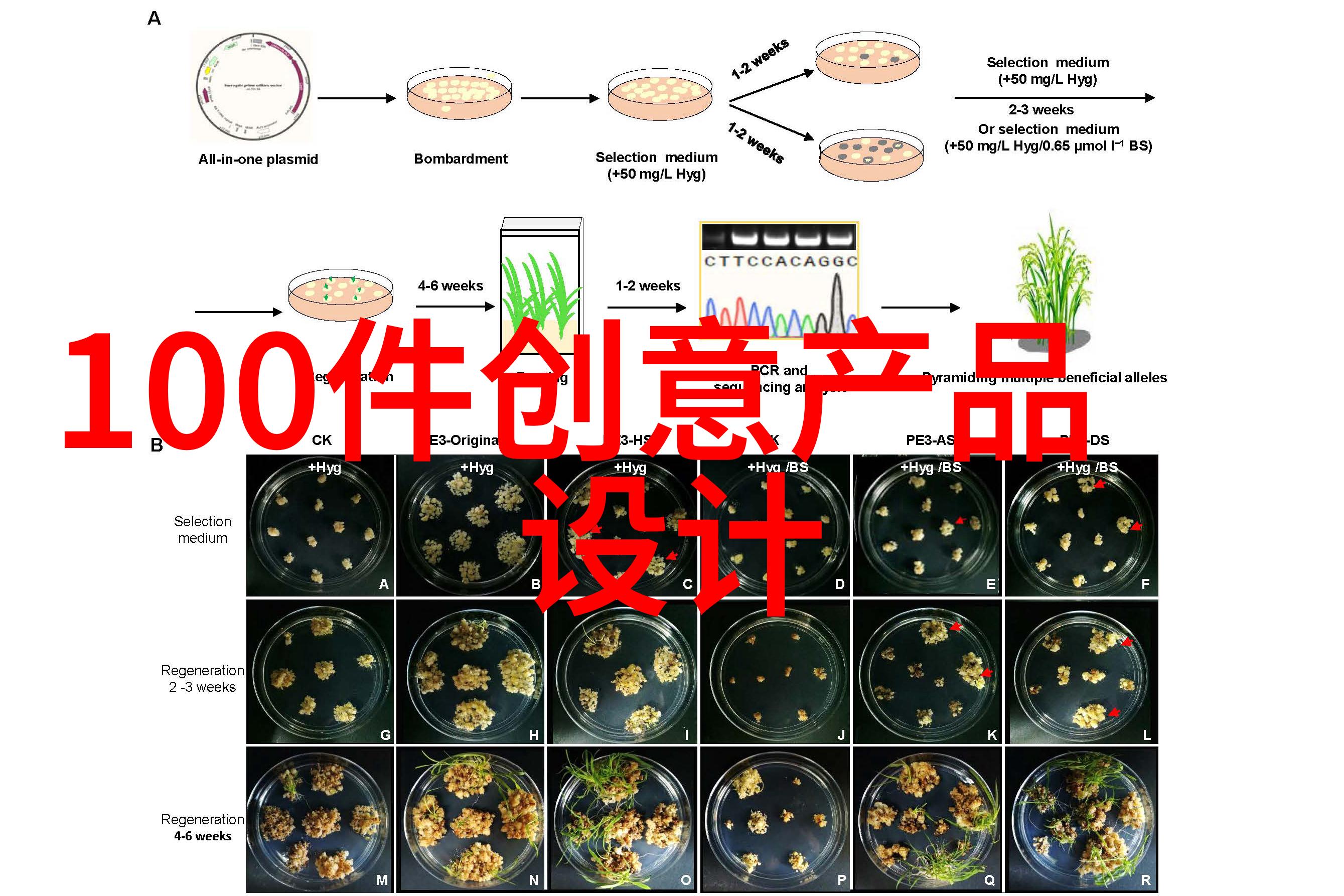 餐厅油水分离器高效餐饮业用途的油水分离解决方案