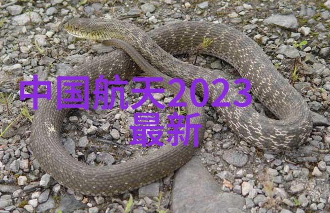 幻翼通讯夜幕下的云狐传说
