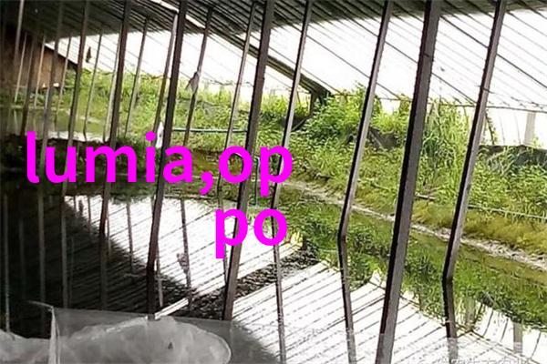 佛龛装修设计 - 精致殿堂创意搭配与文化韵味的融合