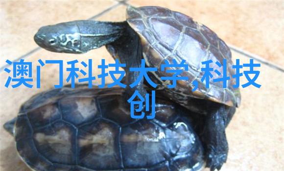 月季花开启时间科学解读与观赏技巧