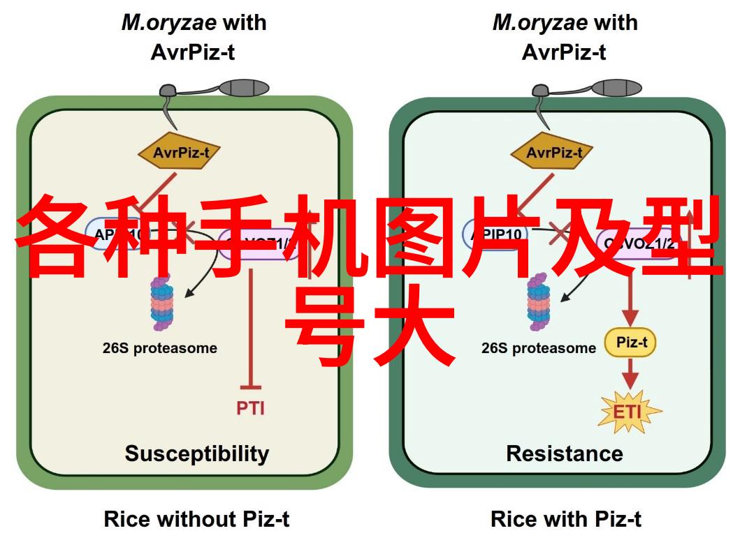 探索病娇嫁纨绔的文化内涵与现代社会的反思