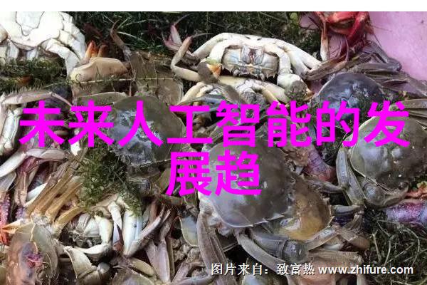粉土机筛土一体机提升建筑工地效率的新宠