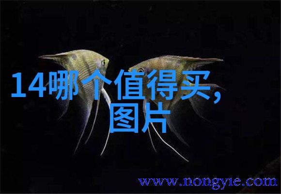 森林中的午餐约会杉杉的秘密邀请