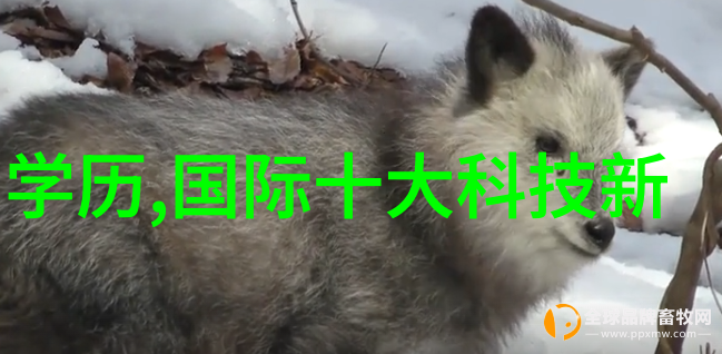 龙眼与荔枝的奇妙融合世界首个龙眼荔枝杂交新品种诞生甜蜜果实的未来
