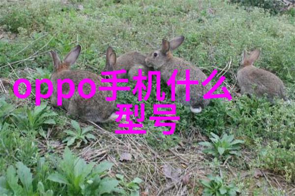 精准国品一二三产区蘑菇养殖全程视频