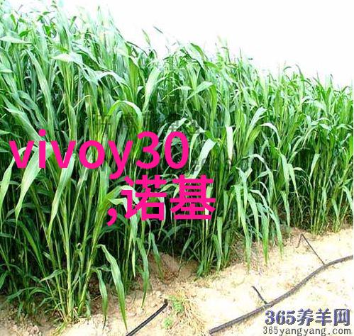 智能穿戴功能融合与生活体验的双重意义探究