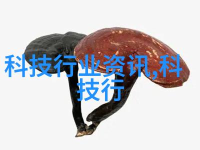 探秘字海深处R的无限可能